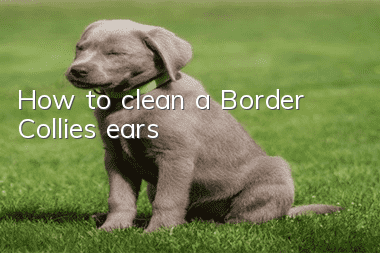 How to clean a Border Collie’s ears