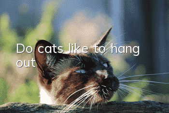 Do cats like to hang out?