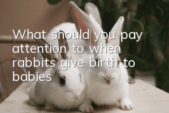 What should you pay attention to when rabbits give birth to babies?