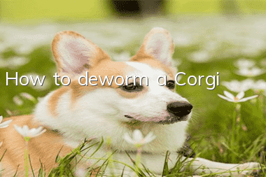 How to deworm a Corgi