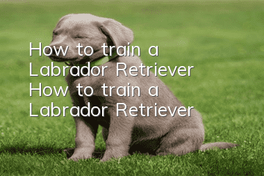 How to train a Labrador Retriever? How to train a Labrador Retriever!