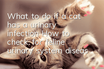 What to do if a cat has a urinary infection? How to check for feline urinary system diseases!