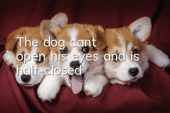 The dog can't open his eyes and is half-closed