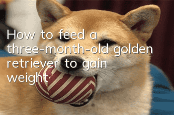 How to feed a three-month-old golden retriever to gain weight