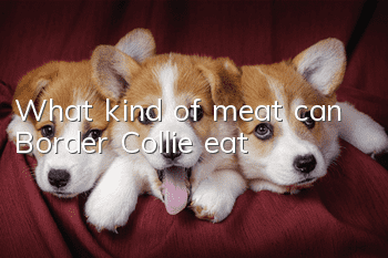 What kind of meat can Border Collie eat?