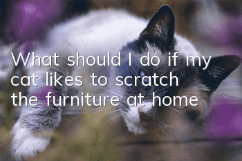 What should I do if my cat likes to scratch the furniture at home?