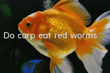 Do carp eat red worms?