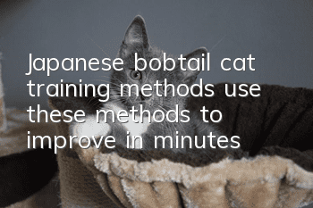 Japanese bobtail cat training methods, use these methods to improve in minutes!