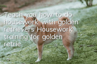 Teach you how to do housework with golden retrievers? Housework training for golden retrievers!