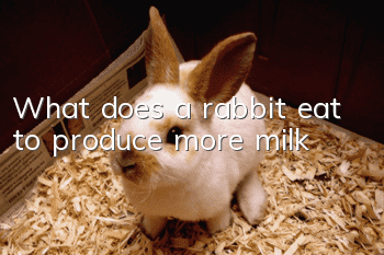 What does a rabbit eat to produce more milk?