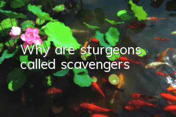 Why are sturgeons called scavengers?