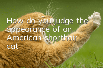 How do you judge the appearance of an American shorthair cat?