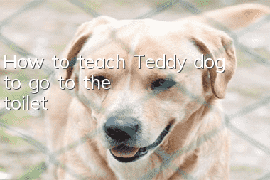 How to teach Teddy dog ​​to go to the toilet