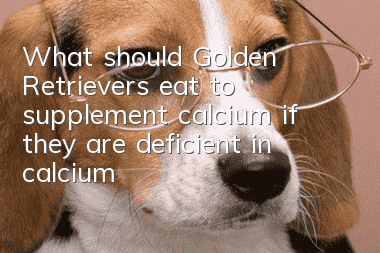 What should Golden Retrievers eat to supplement calcium if they are deficient in calcium?