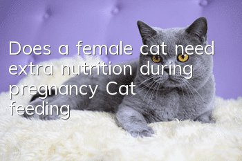 Does a female cat need extra nutrition during pregnancy? Cat feeding!