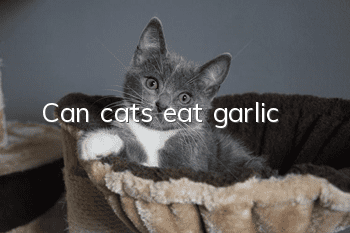 Can cats eat garlic?