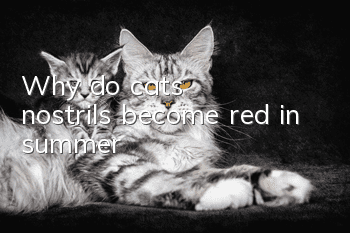 Why do cats’ nostrils become red in summer?