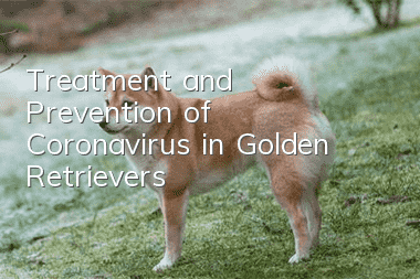 Treatment and Prevention of Coronavirus in Golden Retrievers