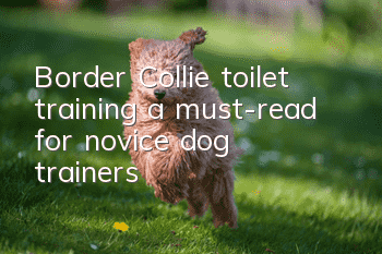 Border Collie toilet training, a must-read for novice dog trainers!