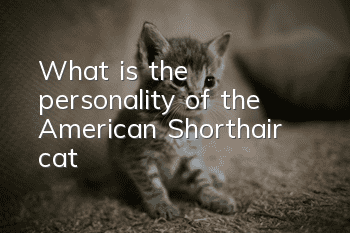 What is the personality of the American Shorthair cat?