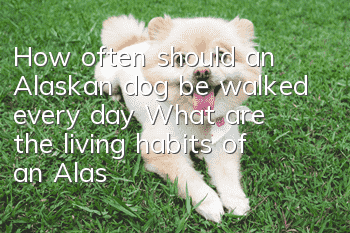 How often should an Alaskan dog be walked every day? What are the living habits of an Alaskan dog?