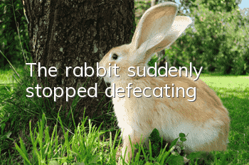 The rabbit suddenly stopped defecating