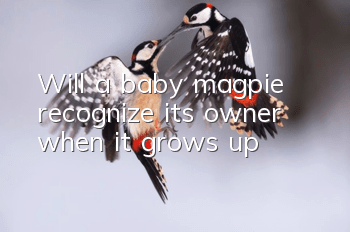 Will a baby magpie recognize its owner when it grows up?