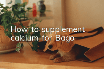 How to supplement calcium for Bago