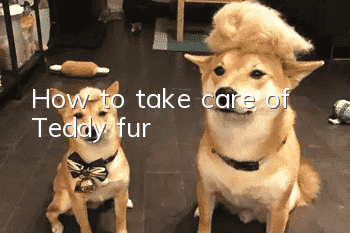 How to take care of Teddy fur