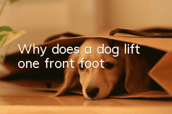 Why does a dog lift one front foot?