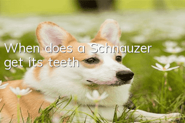 When does a Schnauzer get its teeth?