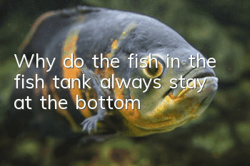 Why do the fish in the fish tank always stay at the bottom?