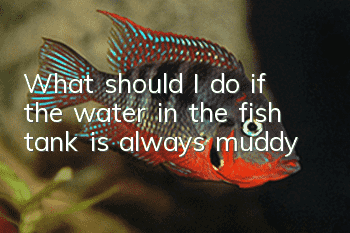 What should I do if the water in the fish tank is always muddy?