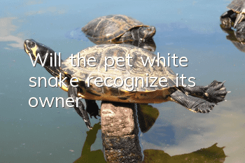 Will the pet white snake recognize its owner?