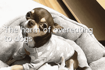 The harm of overeating to dogs