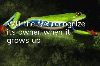 Will the fox recognize its owner when it grows up?