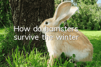 How do hamsters survive the winter?