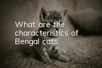 What are the characteristics of Bengal cats?