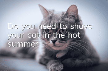 Do you need to shave your cat in the hot summer?