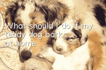 What should I do if my teddy dog ​​barks at home?