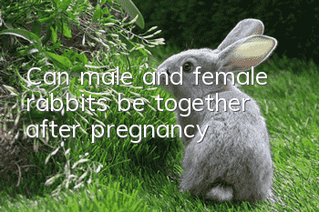 Can male and female rabbits be together after pregnancy?