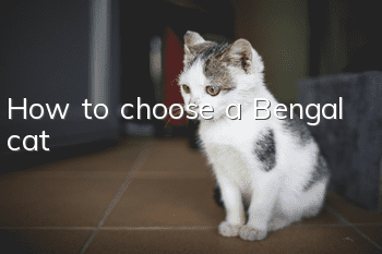 How to choose a Bengal cat?