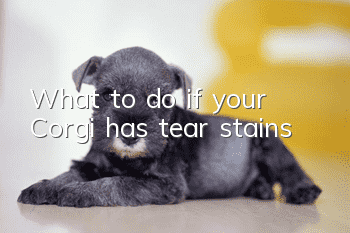 What to do if your Corgi has tear stains