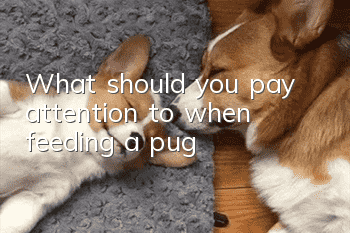 What should you pay attention to when feeding a pug?