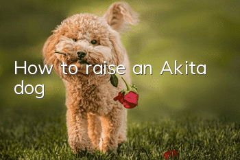 How to raise an Akita dog