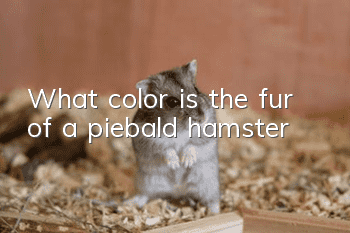 What color is the fur of a piebald hamster?