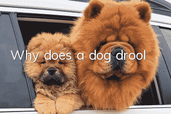 Why does a dog drool?