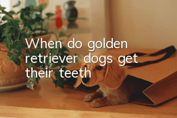 When do golden retriever dogs get their teeth?