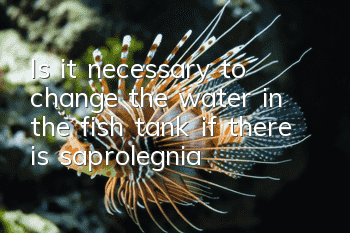 Is it necessary to change the water in the fish tank if there is saprolegnia?