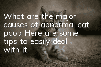 What are the major causes of abnormal cat poop? Here are some tips to easily deal with it!